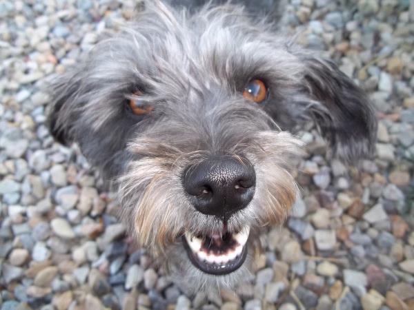 /Images/uploads/Humane Society of Utah/HSUCalendar/entries/861thumb.jpg
